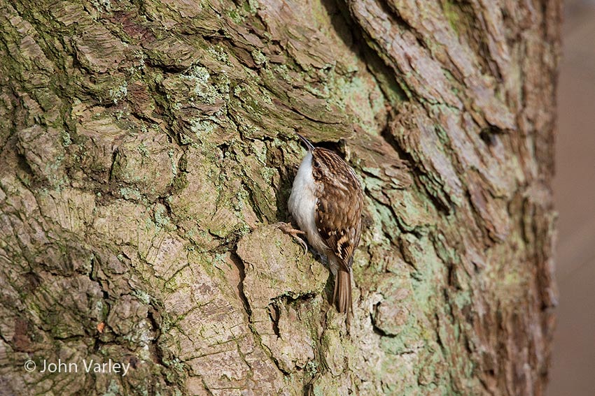 treecreeper_850_7531.jpg