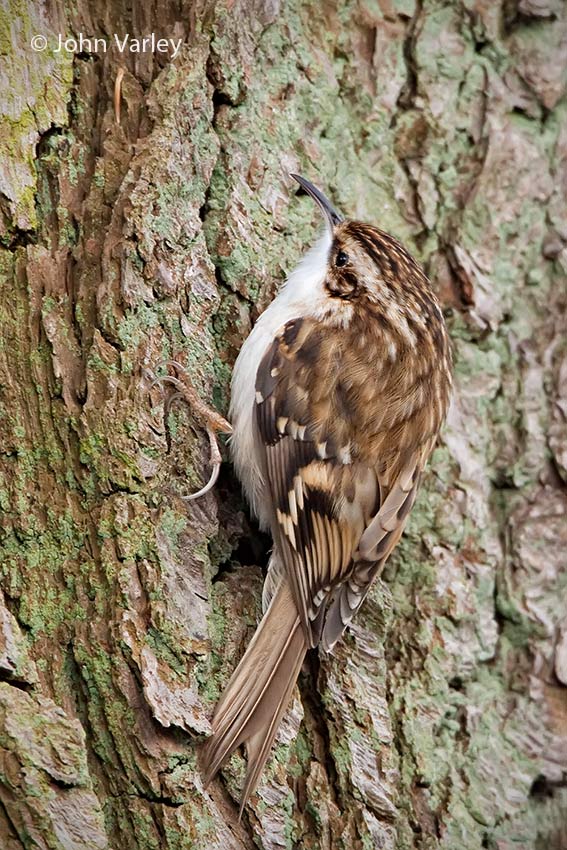 treecreeper_850_7549.jpg
