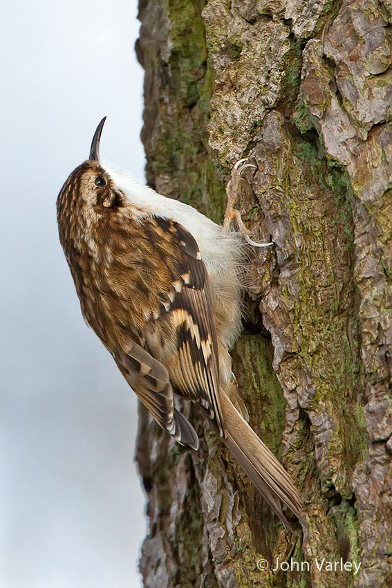 treecreeper_850_7580.jpg