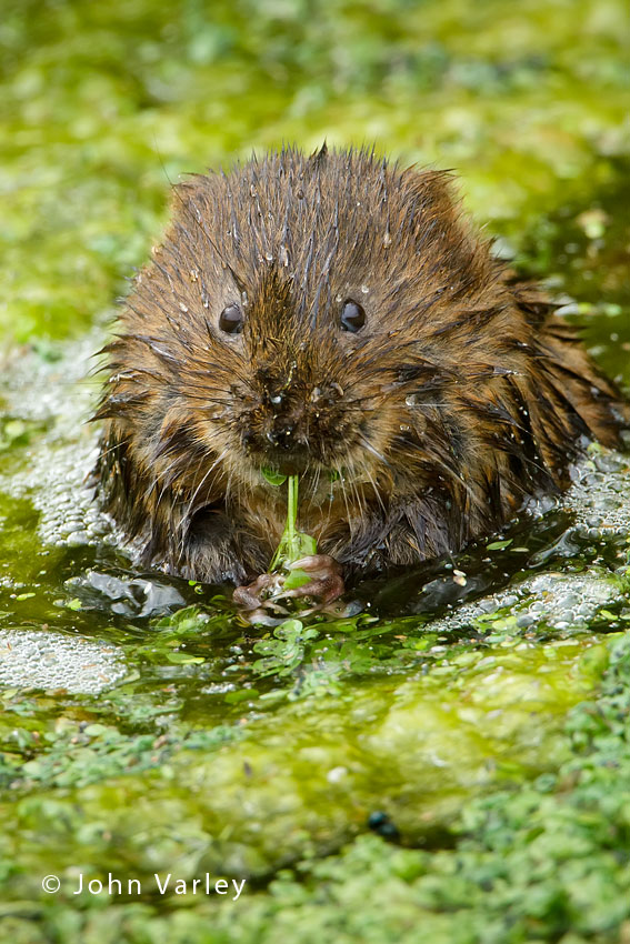 water_vole_850_5028.jpg