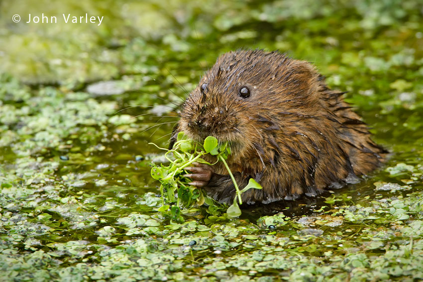 water_vole_850_5060.jpg