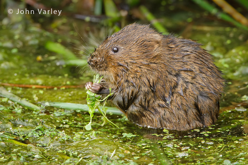 water_vole_850_5076.jpg