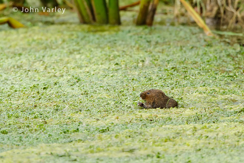 water_vole_850_5203.jpg