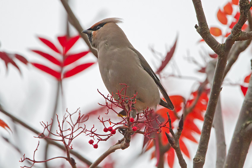waxwing_850_7065.jpg