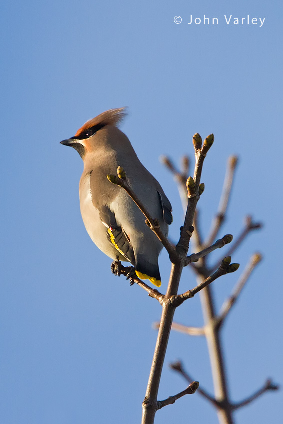 waxwing_850_7824.jpg