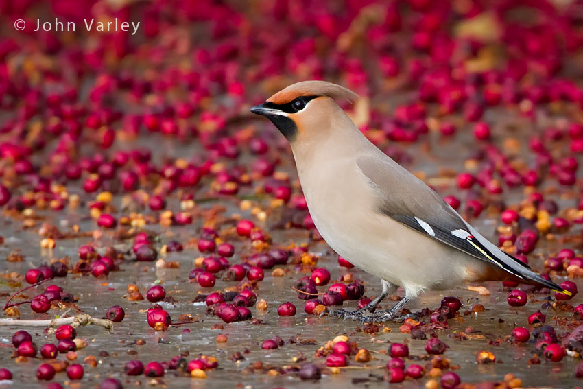 waxwing_850_8248.jpg