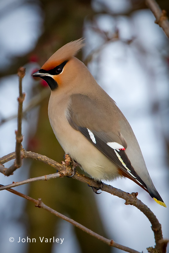 waxwing_850_8302.jpg