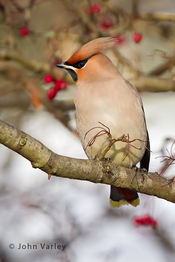 waxwing_850_8322.jpg