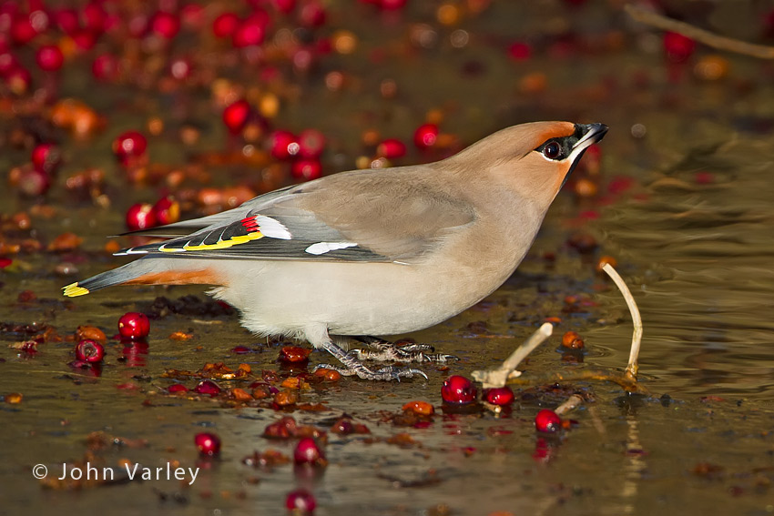 waxwing_850_8333.jpg