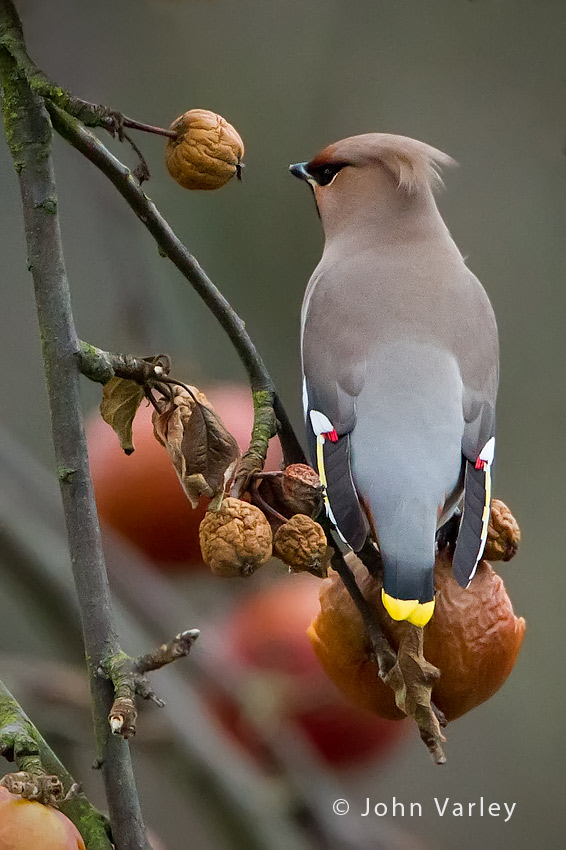 waxwing_850_8724.jpg