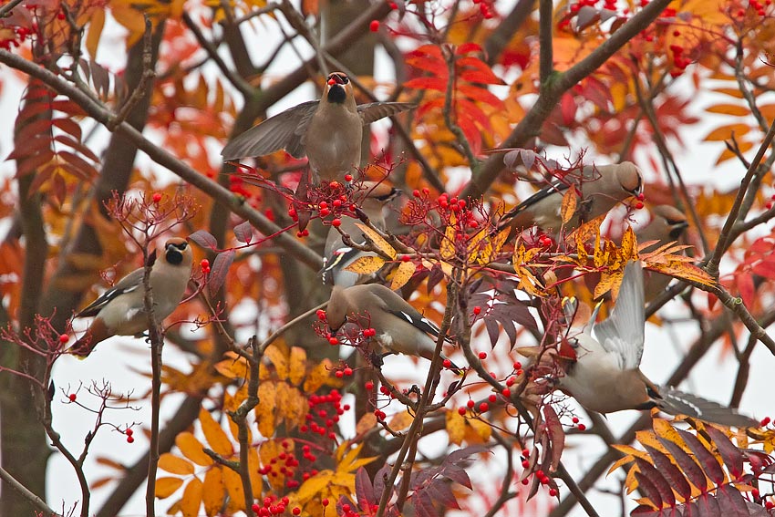 waxwings_850_7077.jpg