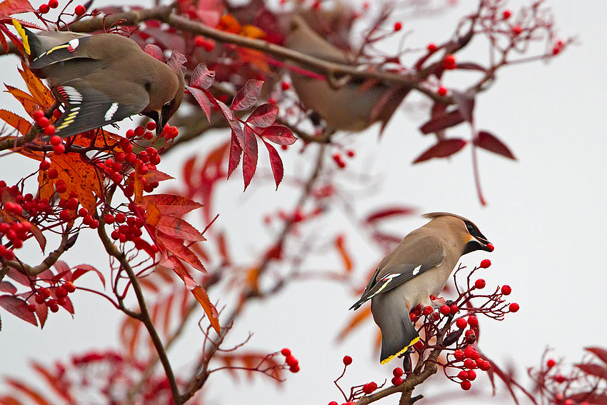 waxwings_850_7110.jpg