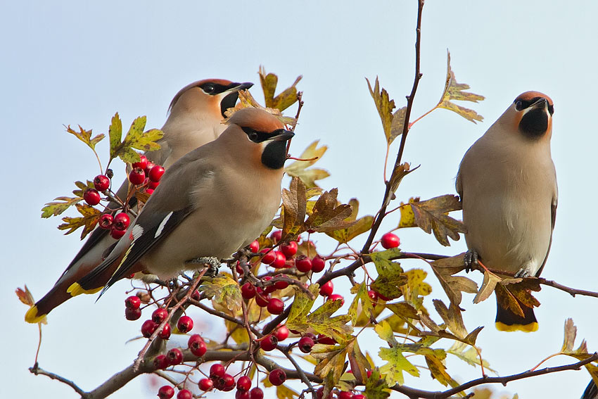 waxwings_850_7181.jpg