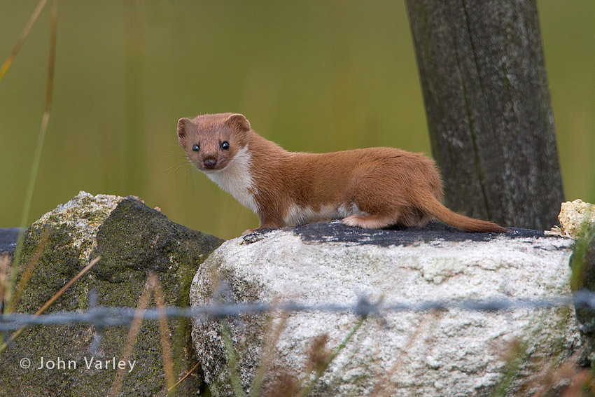 weasel_850_5677.jpg