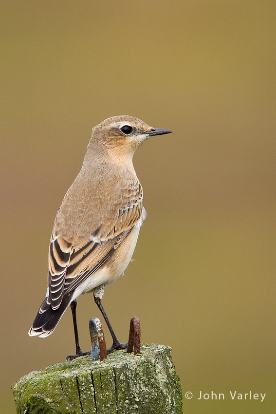 wheatear_2_850_5663.jpg