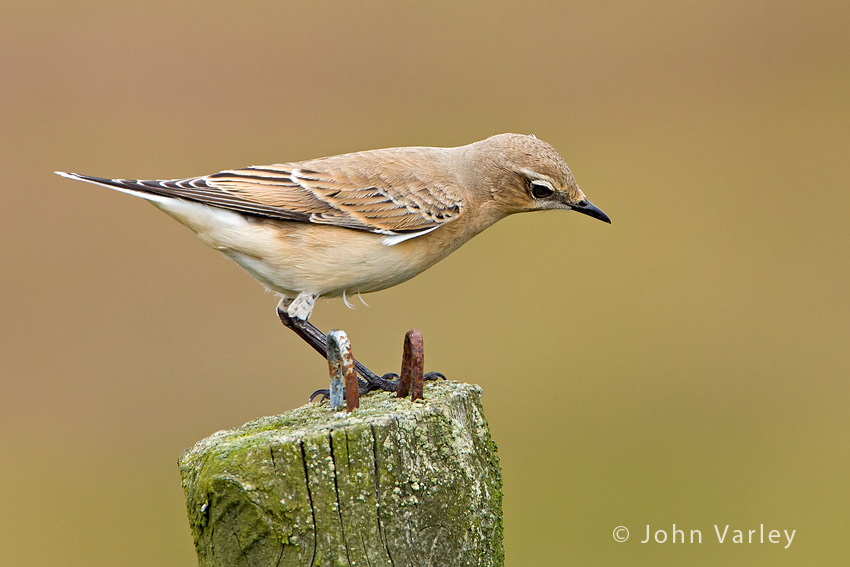 wheatear_850_5671.jpg