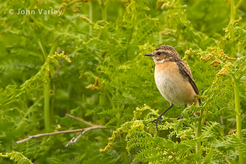 whinchat_female_850_3560.jpg