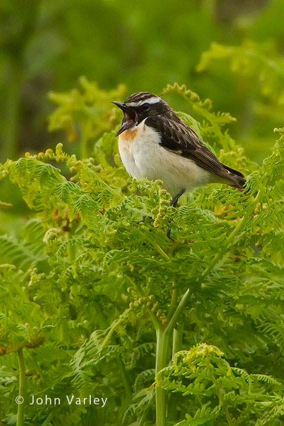 whinchat_male_850_3549.jpg