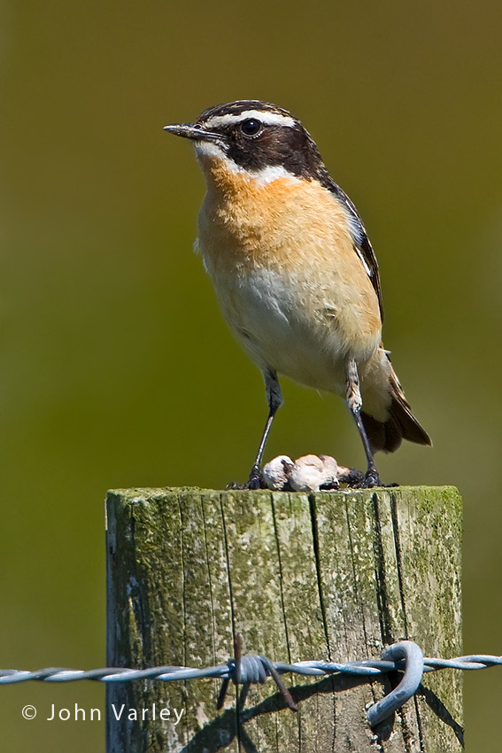 whinchat_male_850_3697.jpg