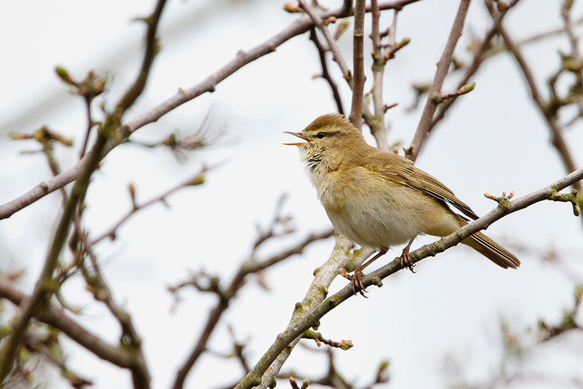 willow_warbler_850_0683.jpg