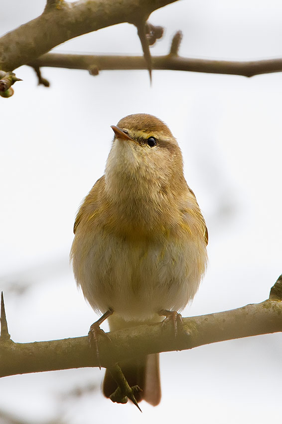 willow_warbler_850_0698.jpg