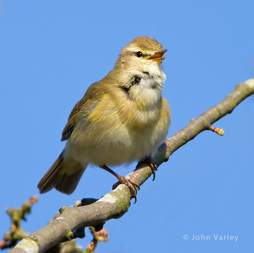 willow_warbler_850_0993.jpg