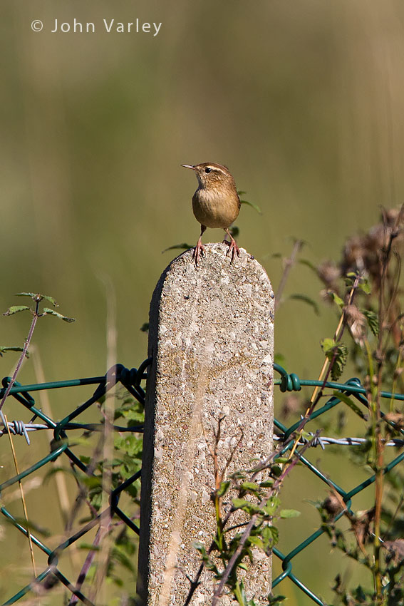 wren_850_6377.jpg