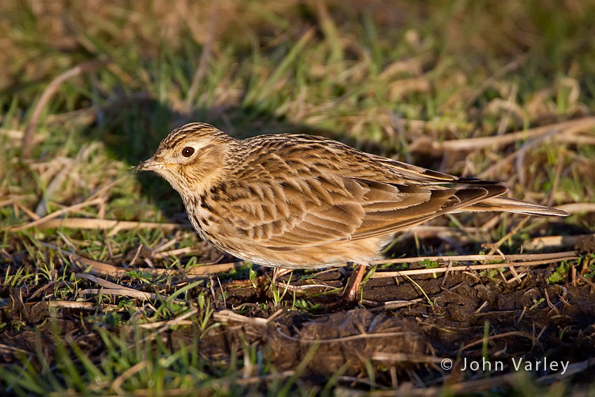 Skylark_a_850_9833.jpg
