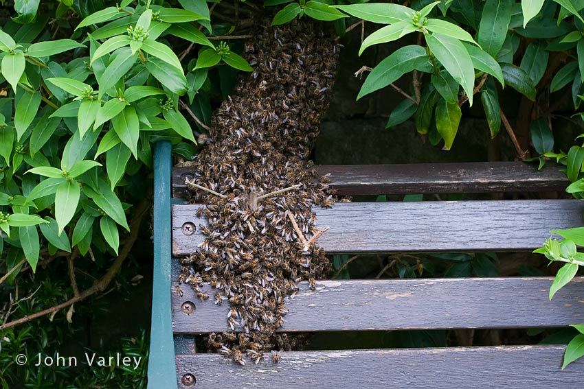 bee_swarm_850_24961.jpg