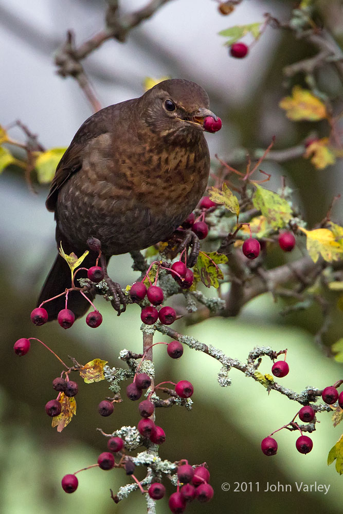 blackbird_1000_5100.jpg