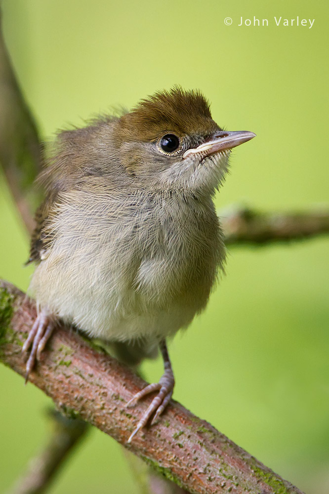 blackcap_1000_2657.jpg