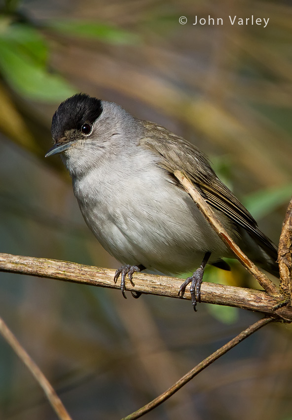 blackcap_850_1088.jpg