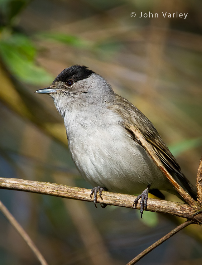 blackcap_850_1110.jpg