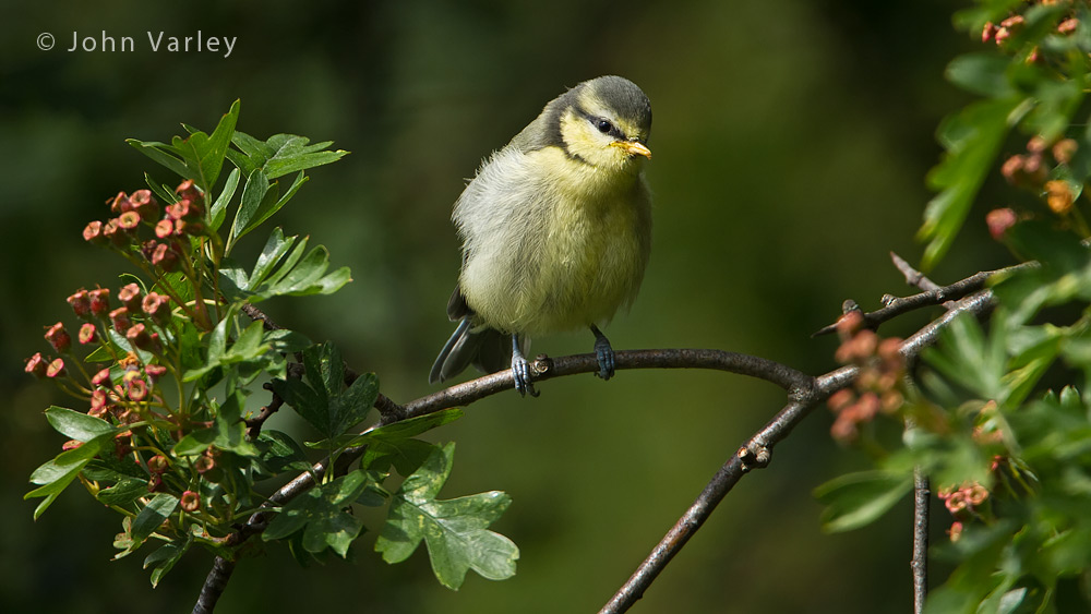 blue_tit_1000_2534.jpg