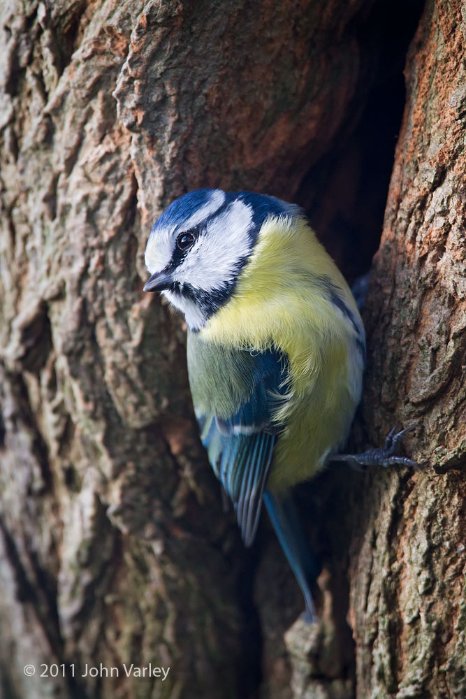 blue_tit_1000_5217.jpg
