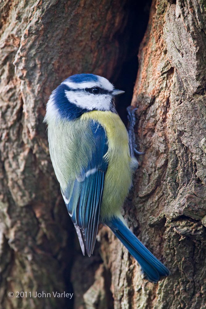 blue_tit_1000_5219.jpg