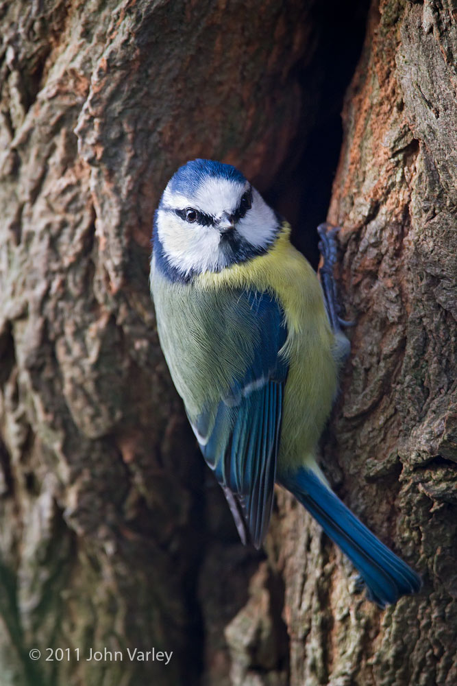 blue_tit_1000_5220.jpg