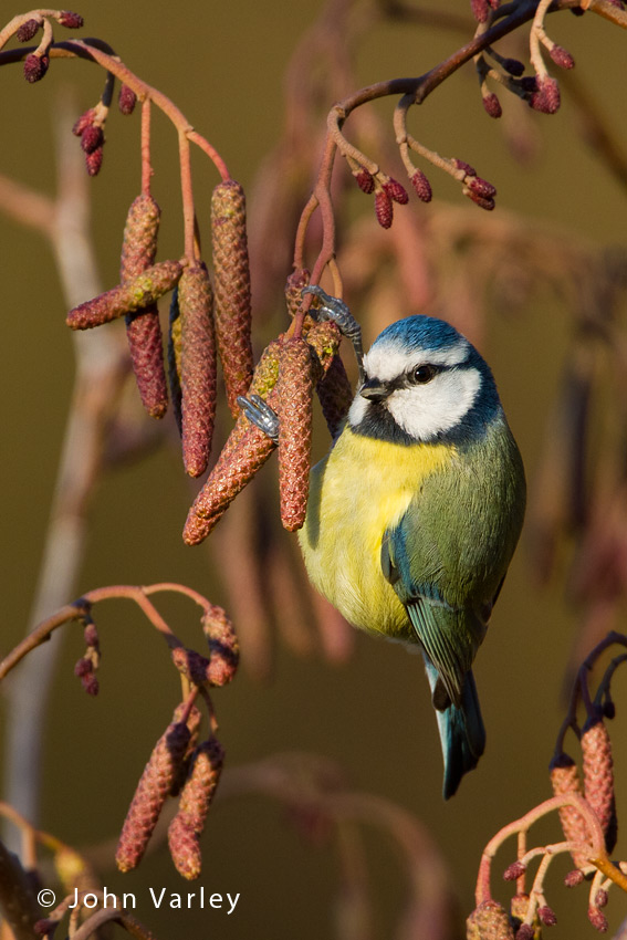 blue_tit_850_9358.jpg