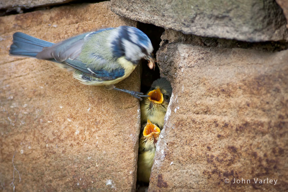 blue_tit_chicks_1000_8374.jpg