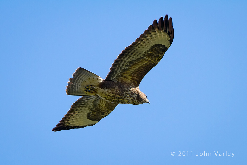 buzzard_1000_4286.jpg