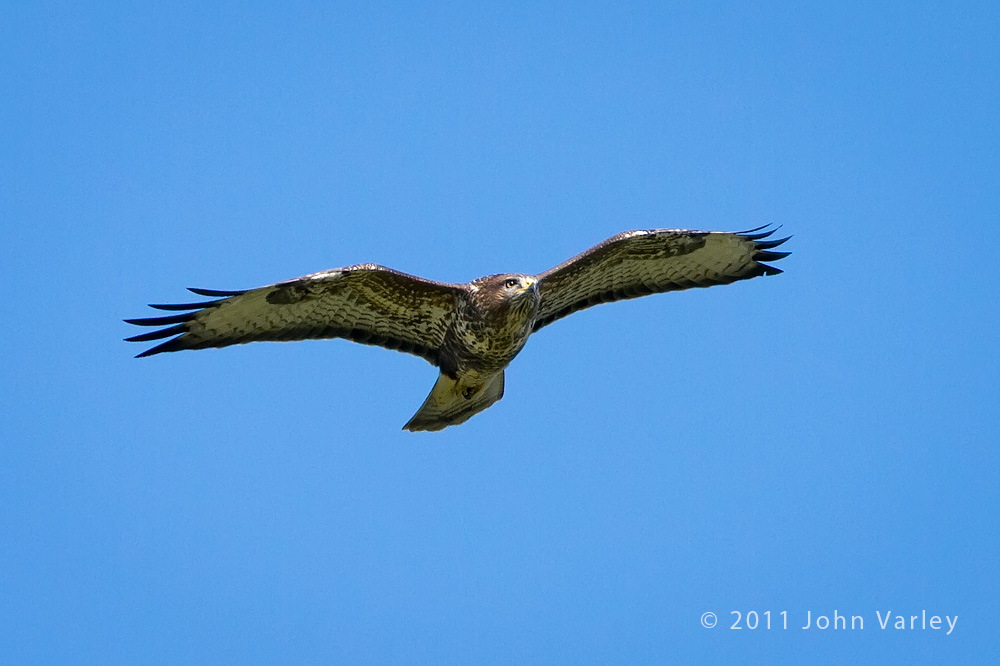 buzzard_100_4275.jpg