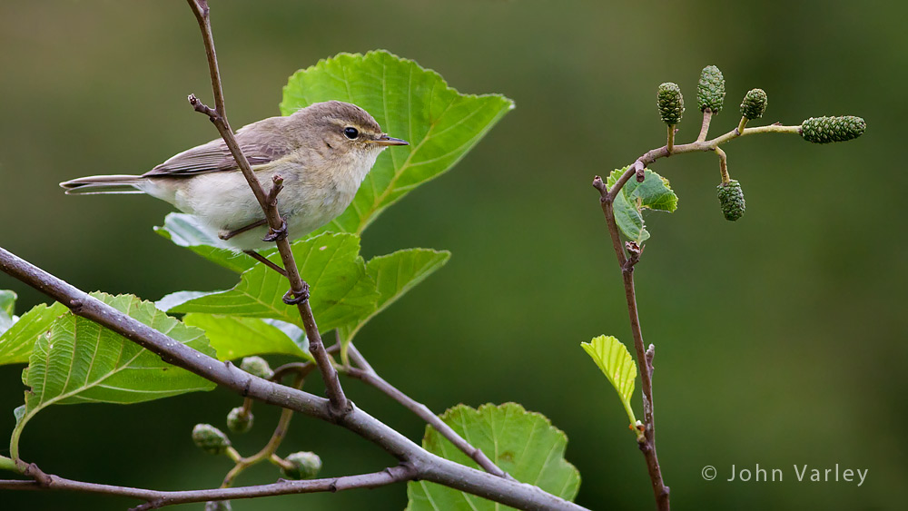 chiffchaff_1000_8390.jpg