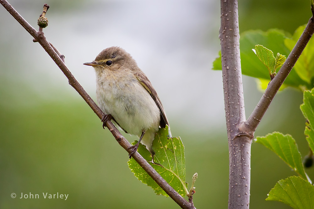 chiffchaff_1000_8408.jpg