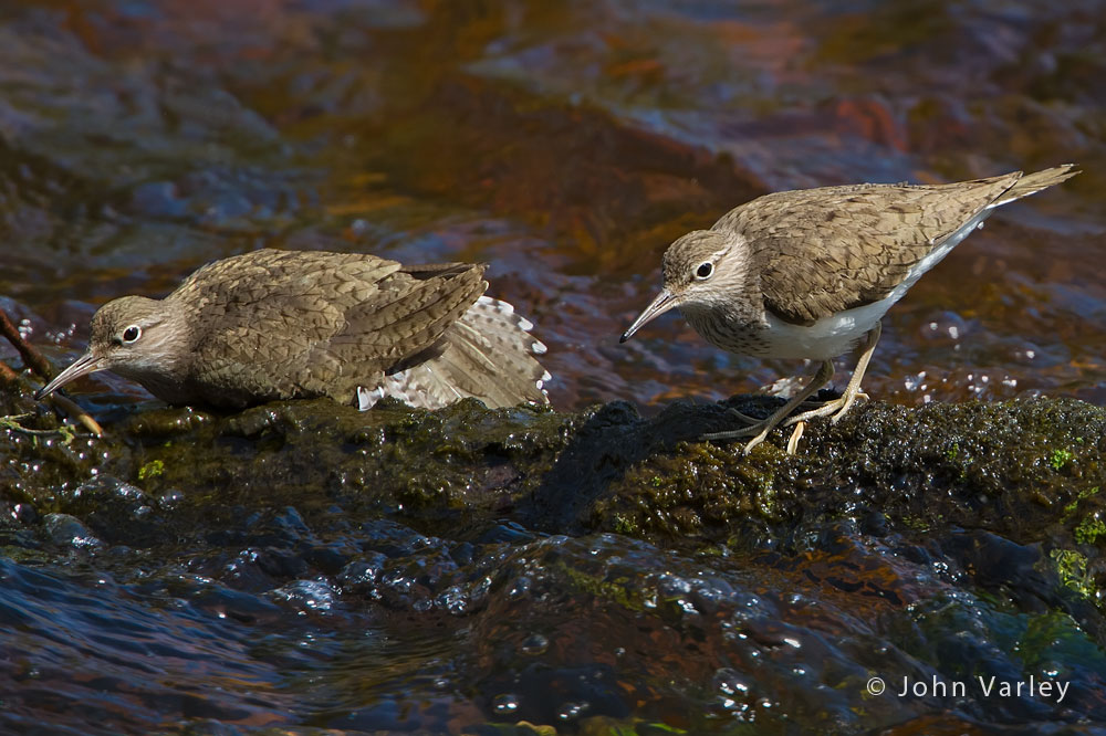 common_sandpiper_1000_1922.jpg