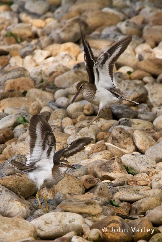 common_sandpiper_850_1819.jpg