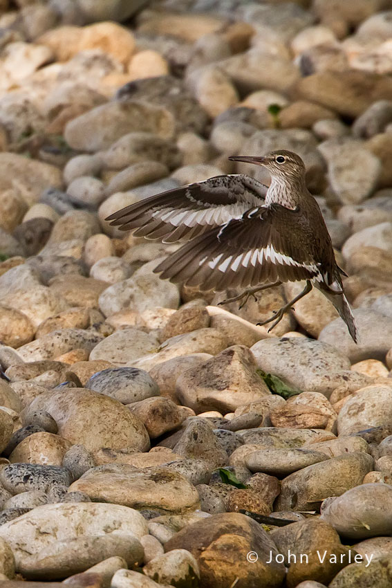 common_sandpiper_850_1823.jpg