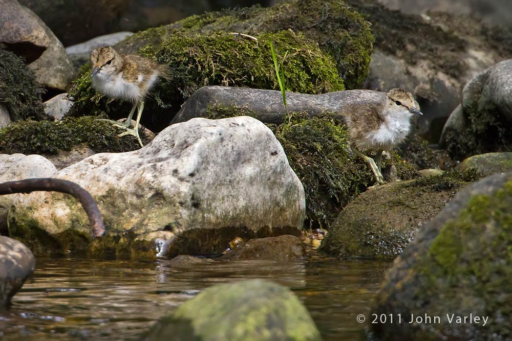 common_sandpiper_chicks_1000_3234.jpg