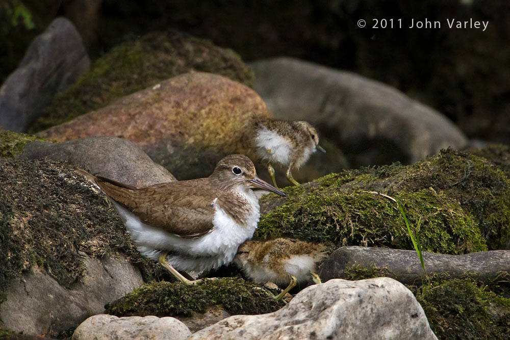 common_sandpiper_chicks_1000_3248.jpg