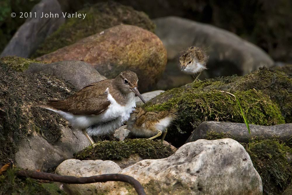 common_sandpiper_chicks_1000_3249.jpg