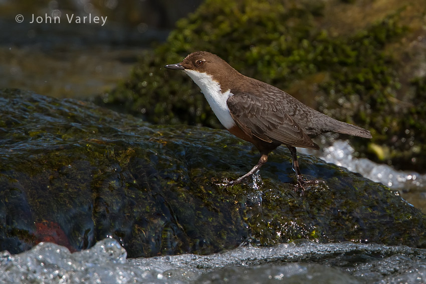 dipper_850_1554.jpg